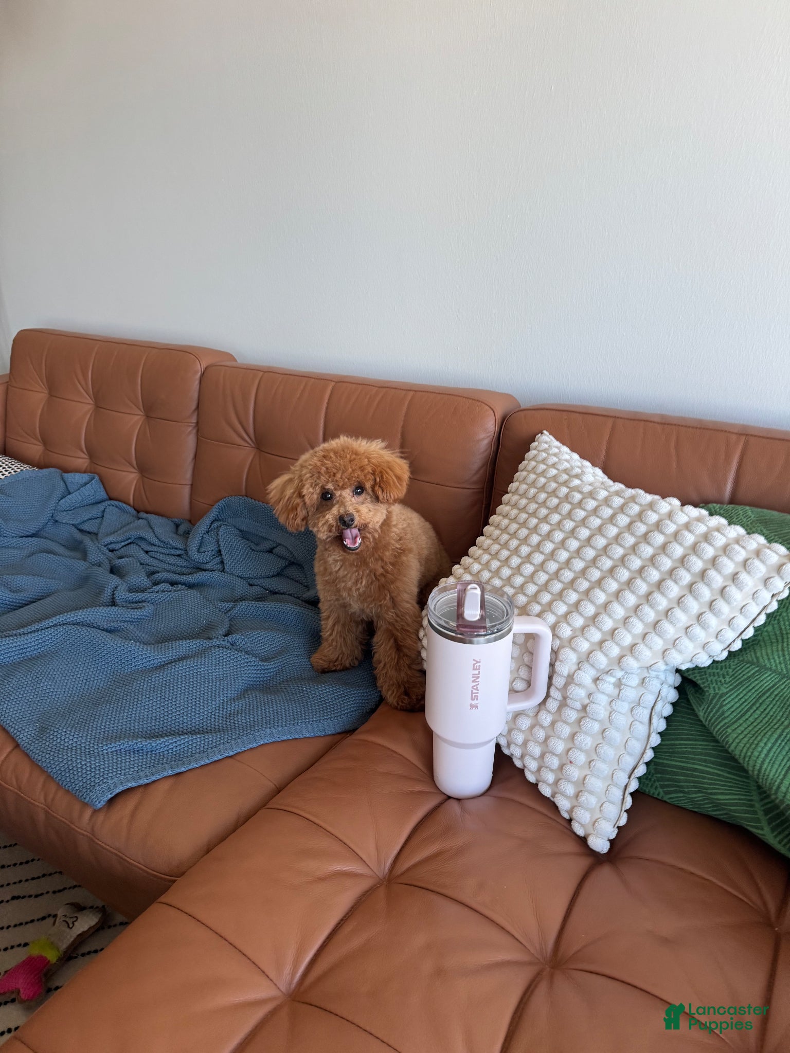 Toy Poodle dogs for sale: Toy Poodle Puppy - Ad 4