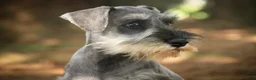 Miniature Schnauzer dogs for sale: Qeleigh Miniature Schnauzer  - Ad 8