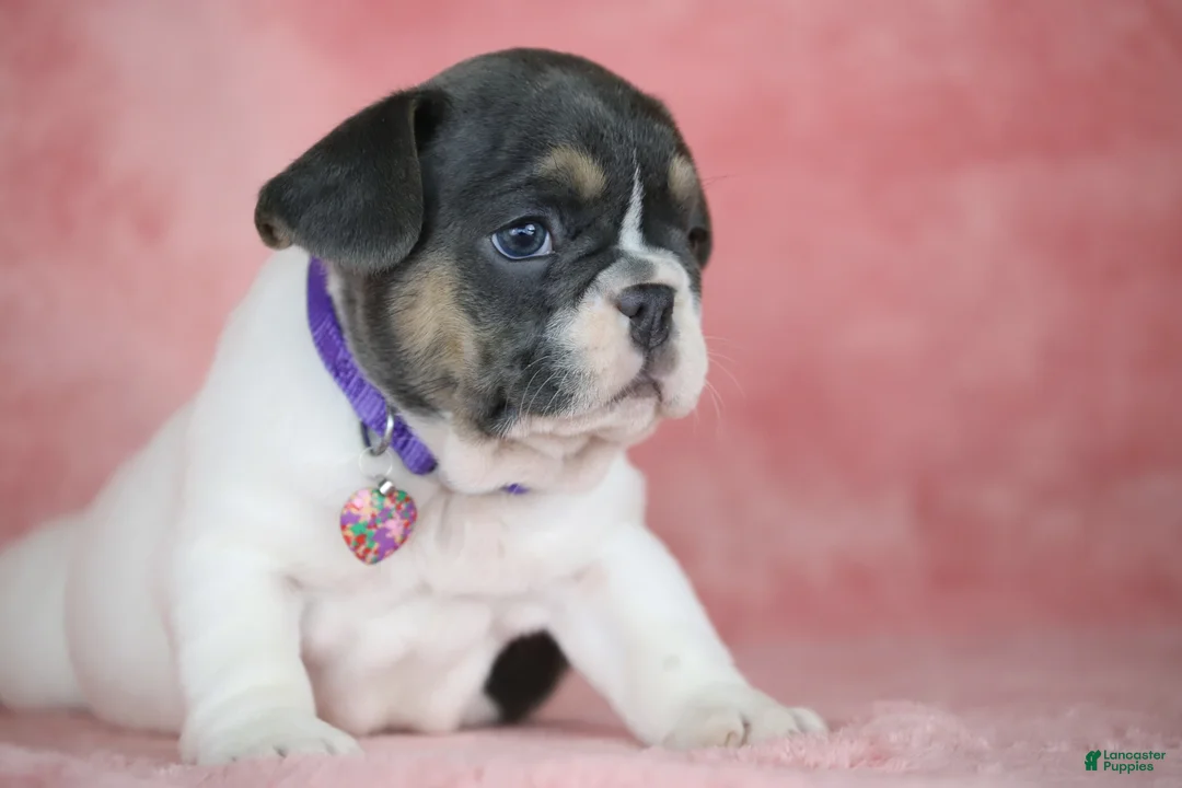 French Bulldog dogs for sale: Dottie - Ad 1