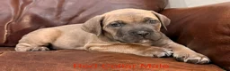 Cane Corso dogs for sale: Cane Corso Puppy Red Collar Male - Ad 2