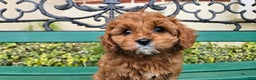 Cavapoo dogs for sale: Jill - Ad 11