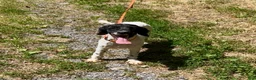 Cockapoo dogs for sale: Buddy - Ad 11