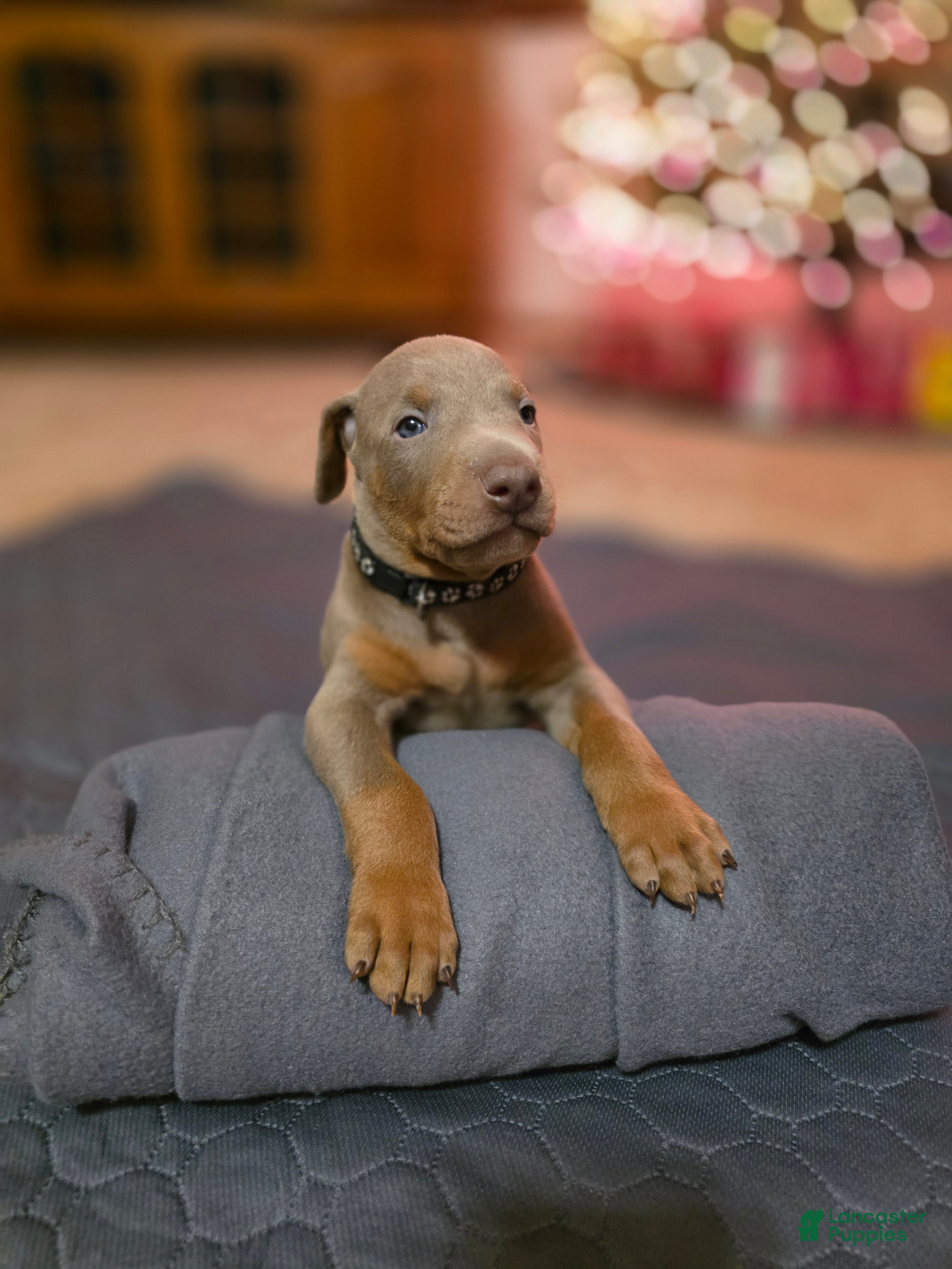 Doberman Pinscher dogs Doberman Pinscher Puppy 6 - Ad 24