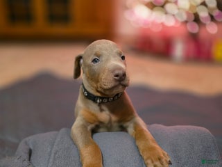 Doberman Pinscher dogs Doberman Pinscher Puppy 6 - Ad 24