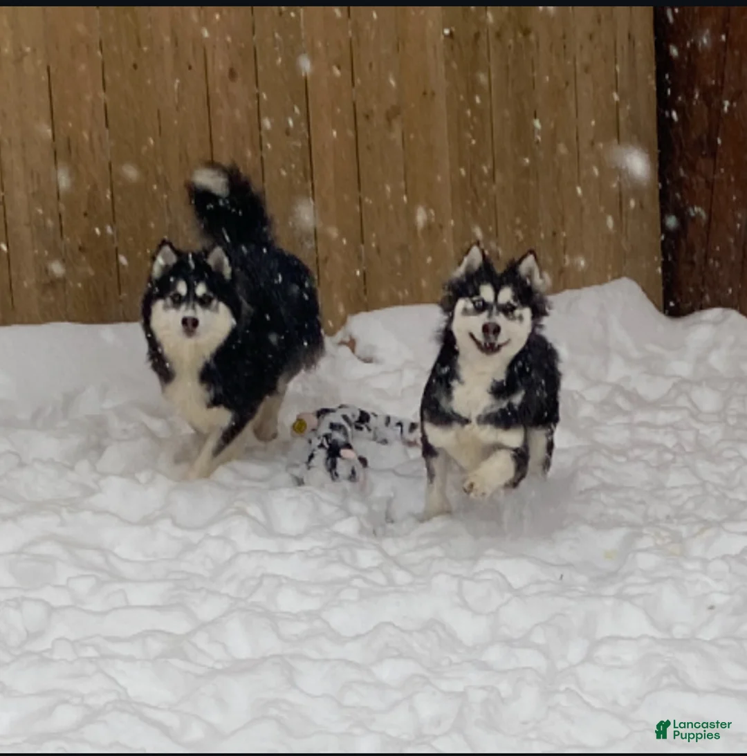 Pomsky dogs for sale: Kiki  - Ad 4