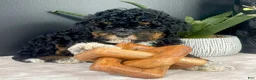 Mini Bernedoodle dogs for sale: Bambi - Ad 1