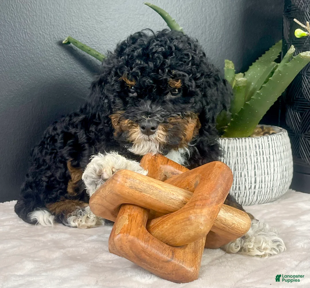 Mini Bernedoodle dogs for sale: Bambi - Ad 1