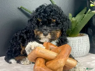 Mini Bernedoodle dogs Bambi - Ad 8