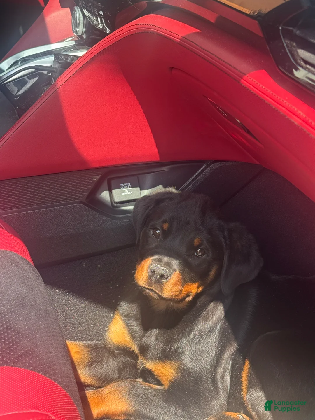 Rottweiler dogs for sale: Rottweiler Puppy 1 - Ad 5