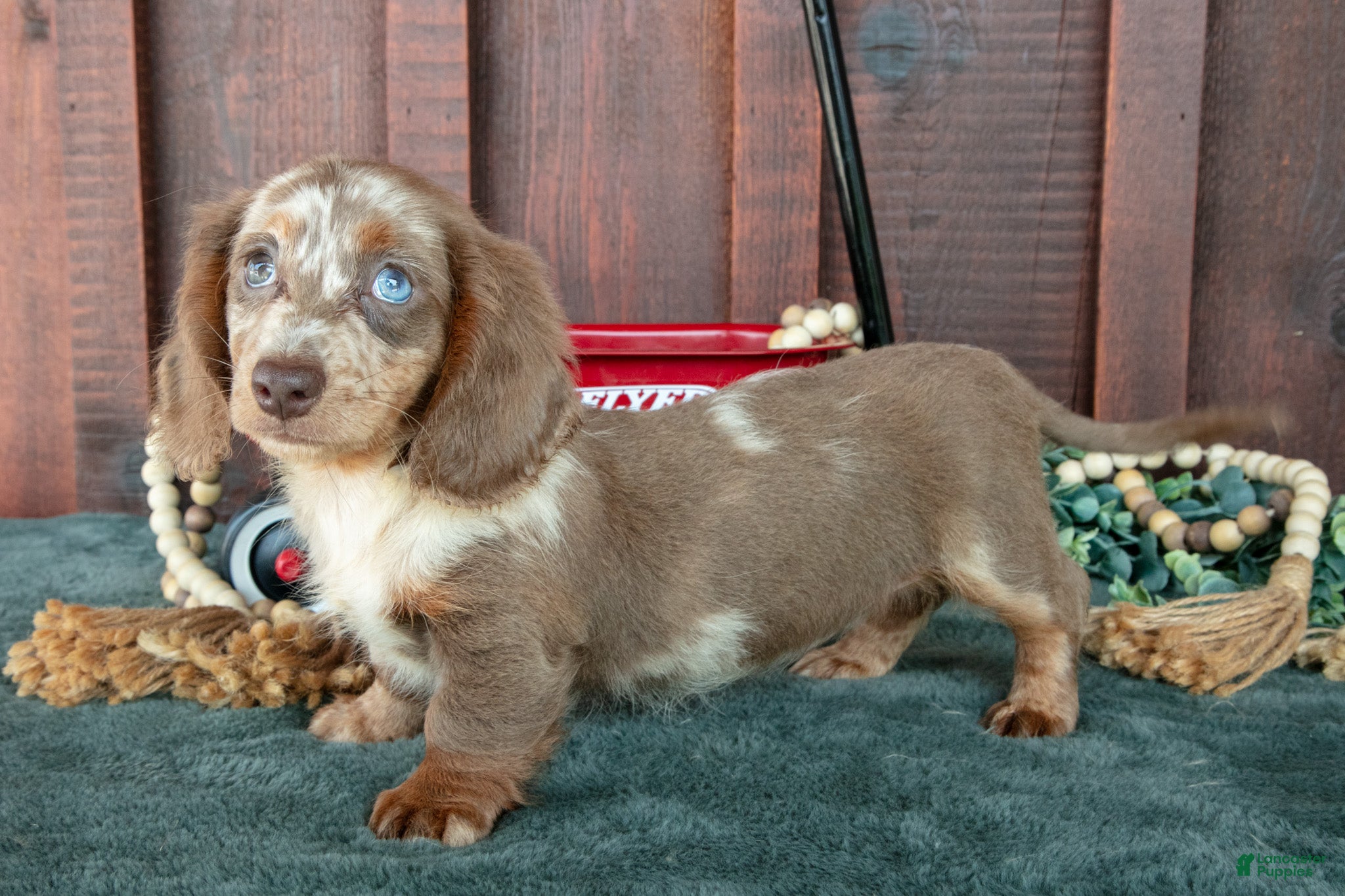 Miniature Dachshund dogs Betsy - Ad 1
