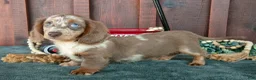 Miniature Dachshund dogs for sale: Betsy - Ad 1