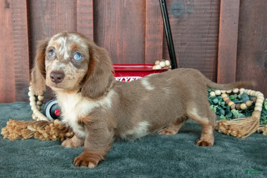 Miniature Dachshund dogs for sale: Betsy - Ad 1
