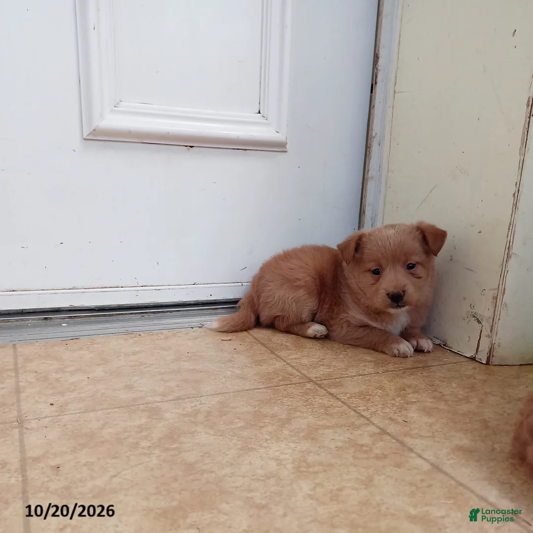 Mixed Breed dogs for sale: Missy - Ad 1