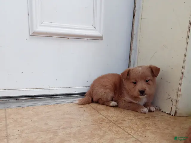 Mixed Breed dogs for sale: Missy - Ad 9