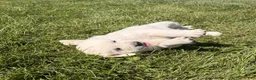 Golden Retriever dogs for sale: Golden Retriever 2 - Ad 3