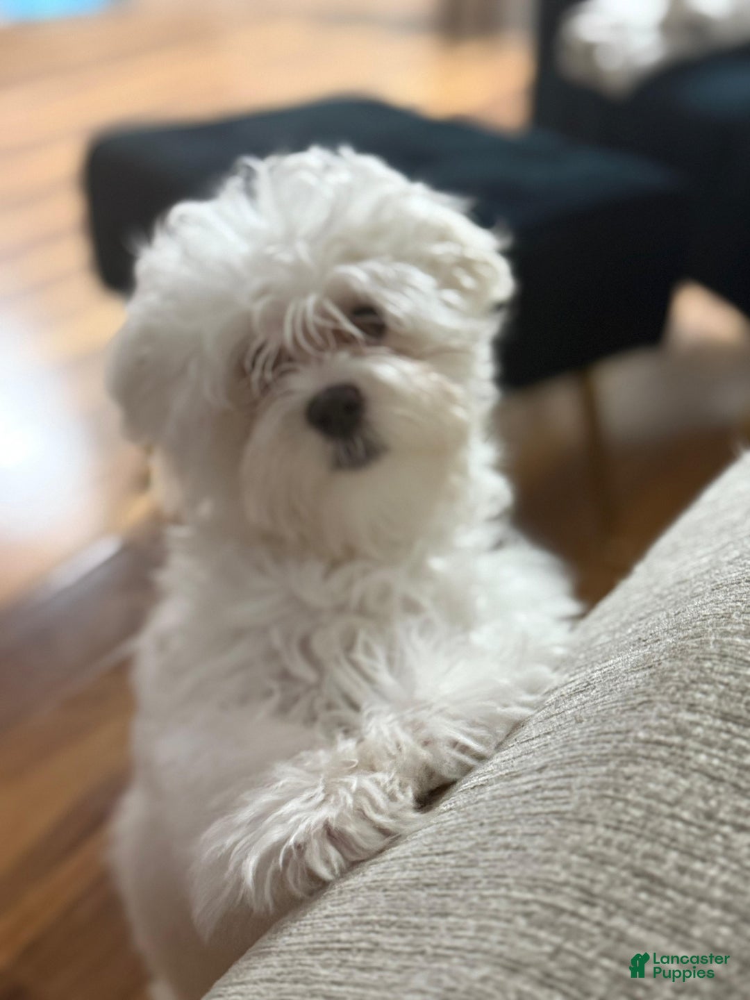 Maltese dogs for sale: Maltese Puppy 1 - Ad 4