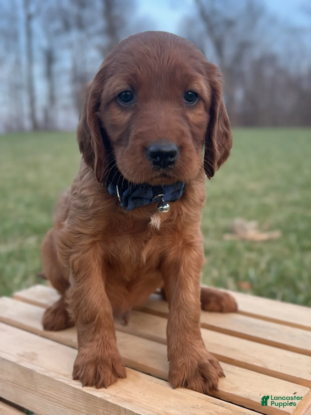 Irish Setter dogs for sale: Frederick  - Ad 21