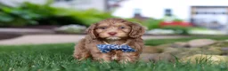 Cockapoo dogs for sale: Leo - Ad 3