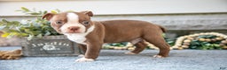Boston Terrier dogs for sale: Flynn - Ad 3