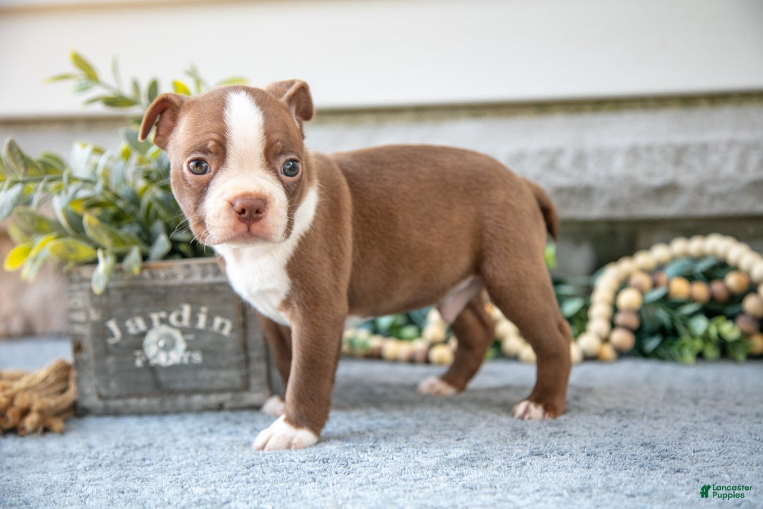 Boston Terrier dogs for sale: Flynn - Ad 3