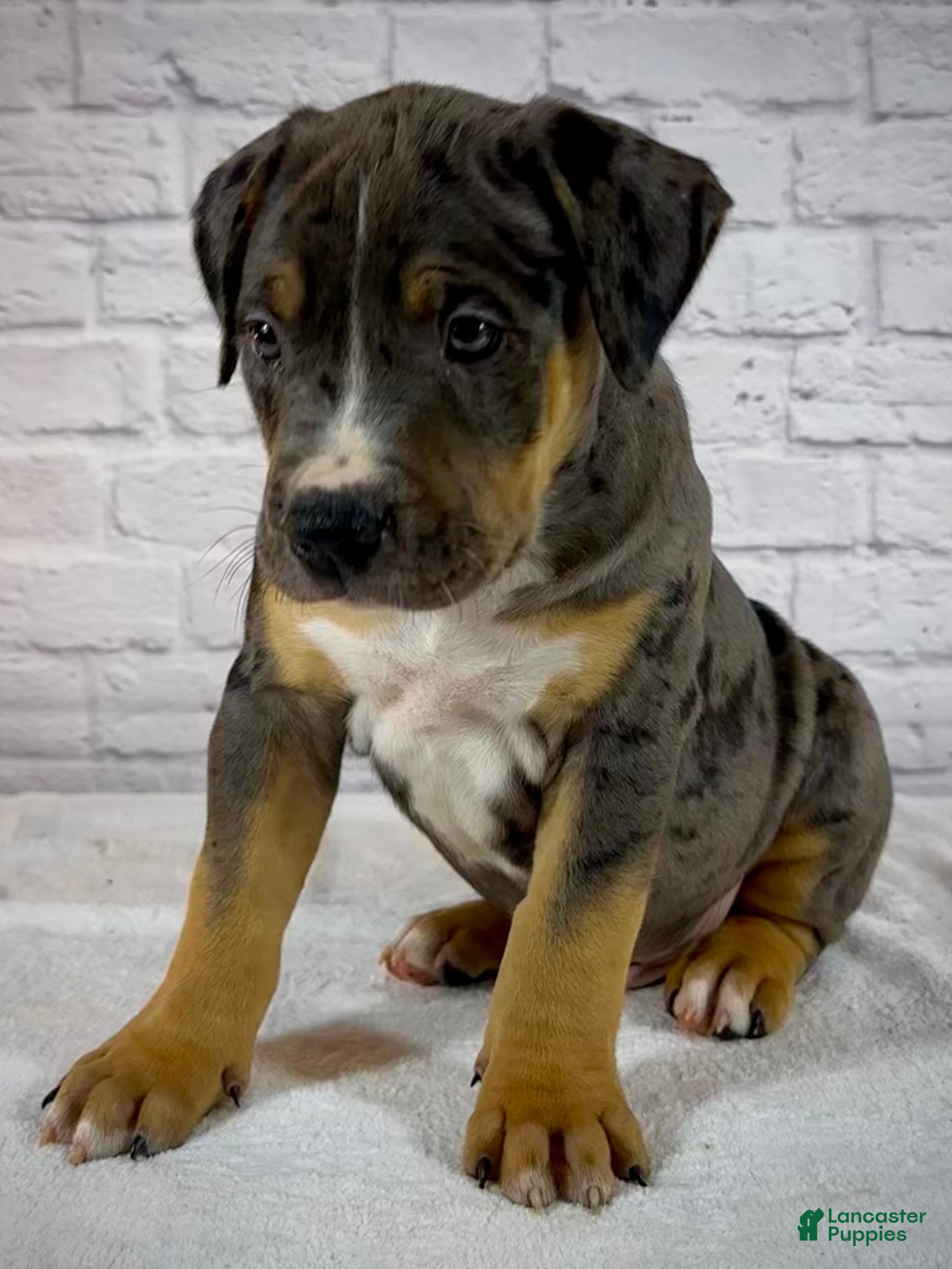 American Bully dogs XL American Bully Puppy Male - Ad 2
