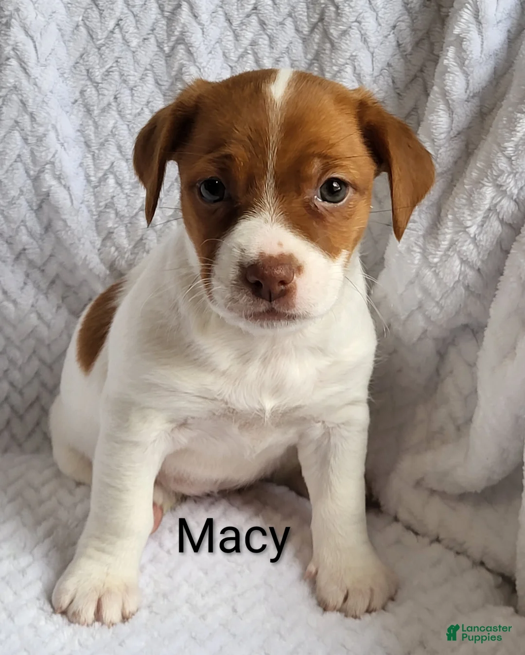 Jack Russell Terrier dogs for sale: Jack Russell Terrier Puppy 6 - Ad 1