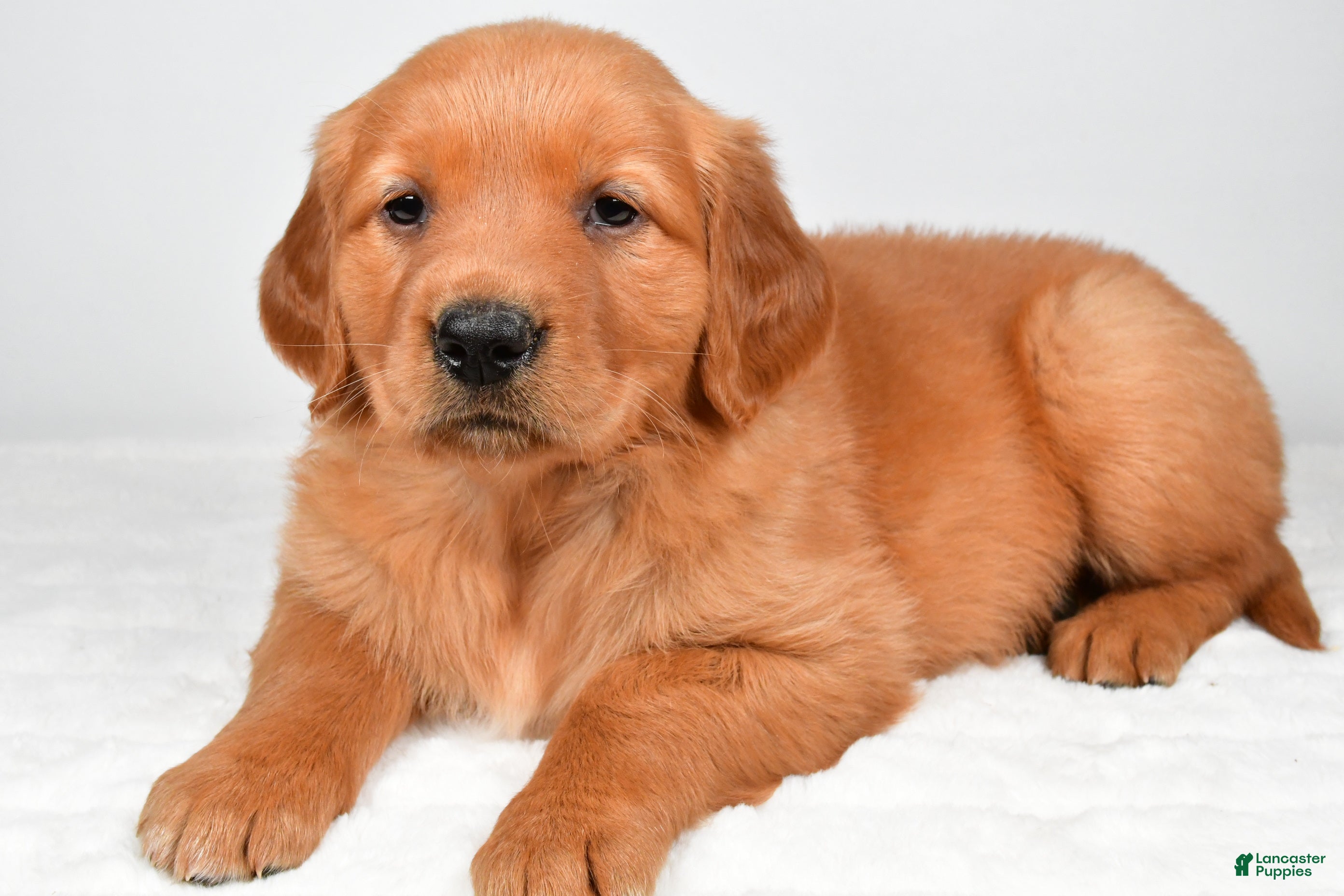 Golden Retriever dogs Rose - Ad 1