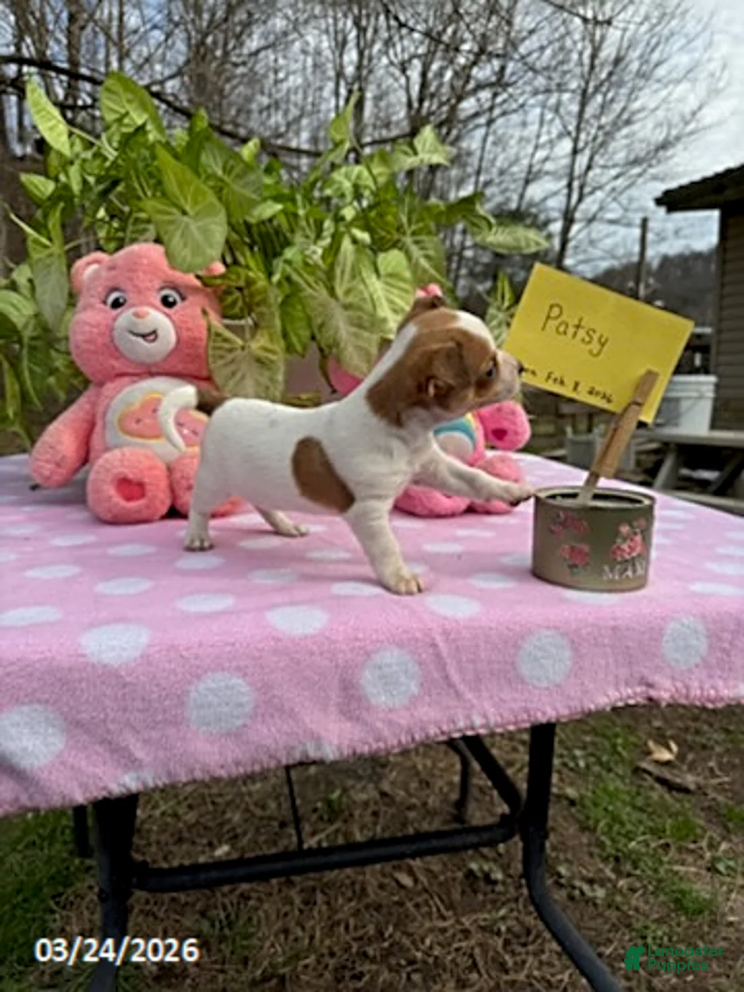 Chihuahua dogs for sale: Patsy - Ad 2