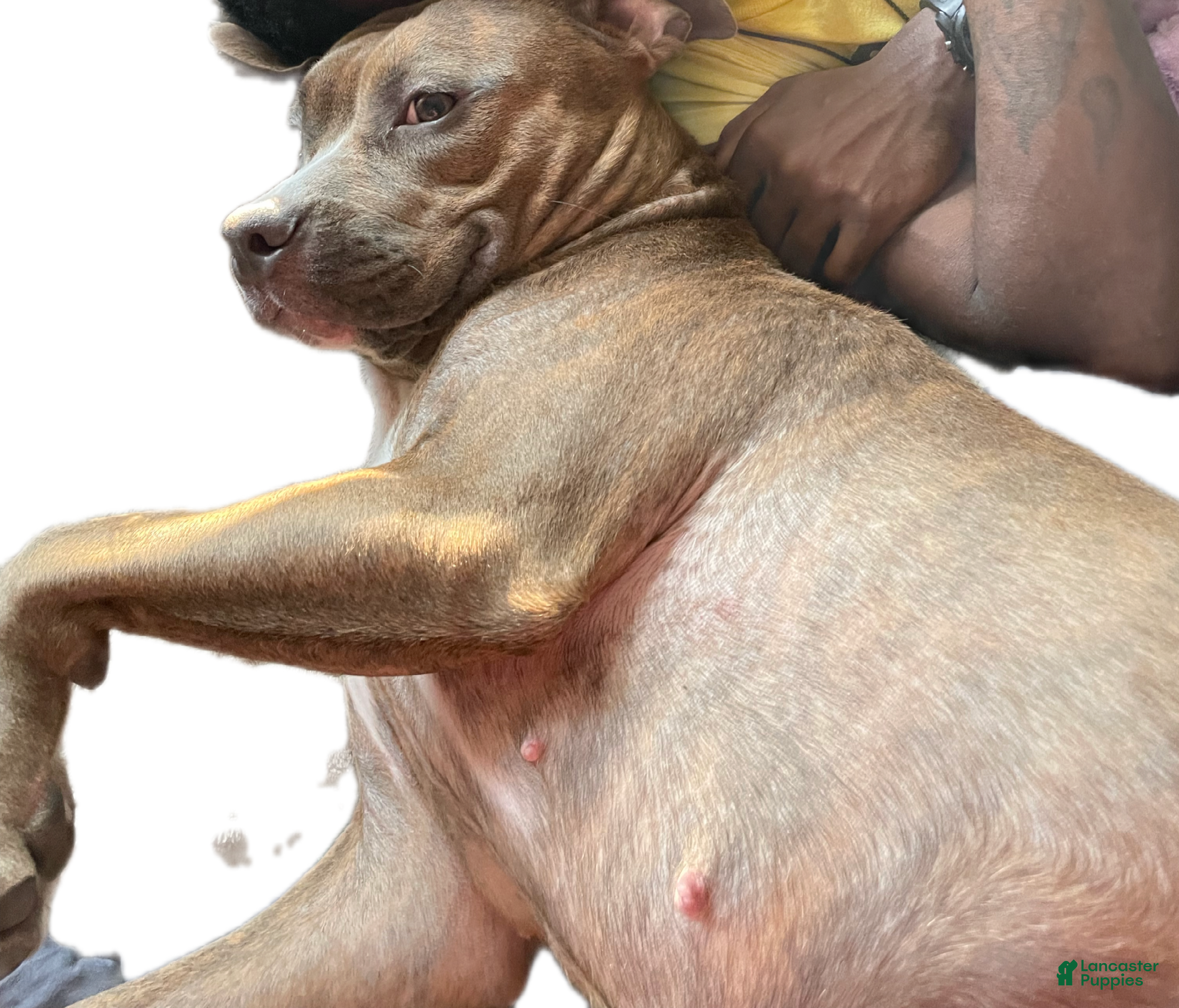 Staffordshire Bull Terrier dogs Staffordshire Bull Terrier Puppy 2 - Ad 2