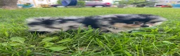 Pomeranian dogs for sale: Bandit Merle tricolor  - Ad 6