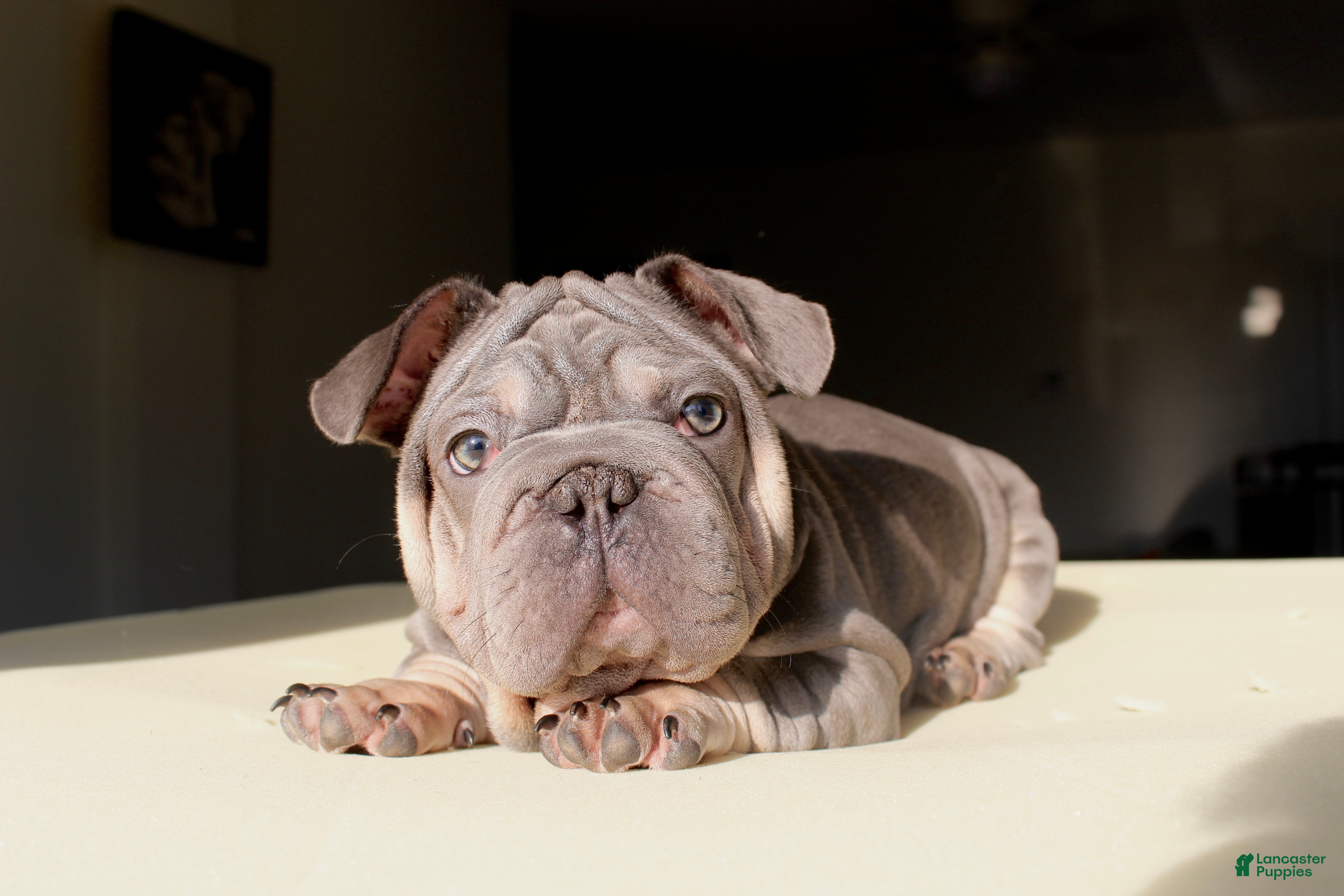 French Bulldog dogs Lazarus - Ad 1
