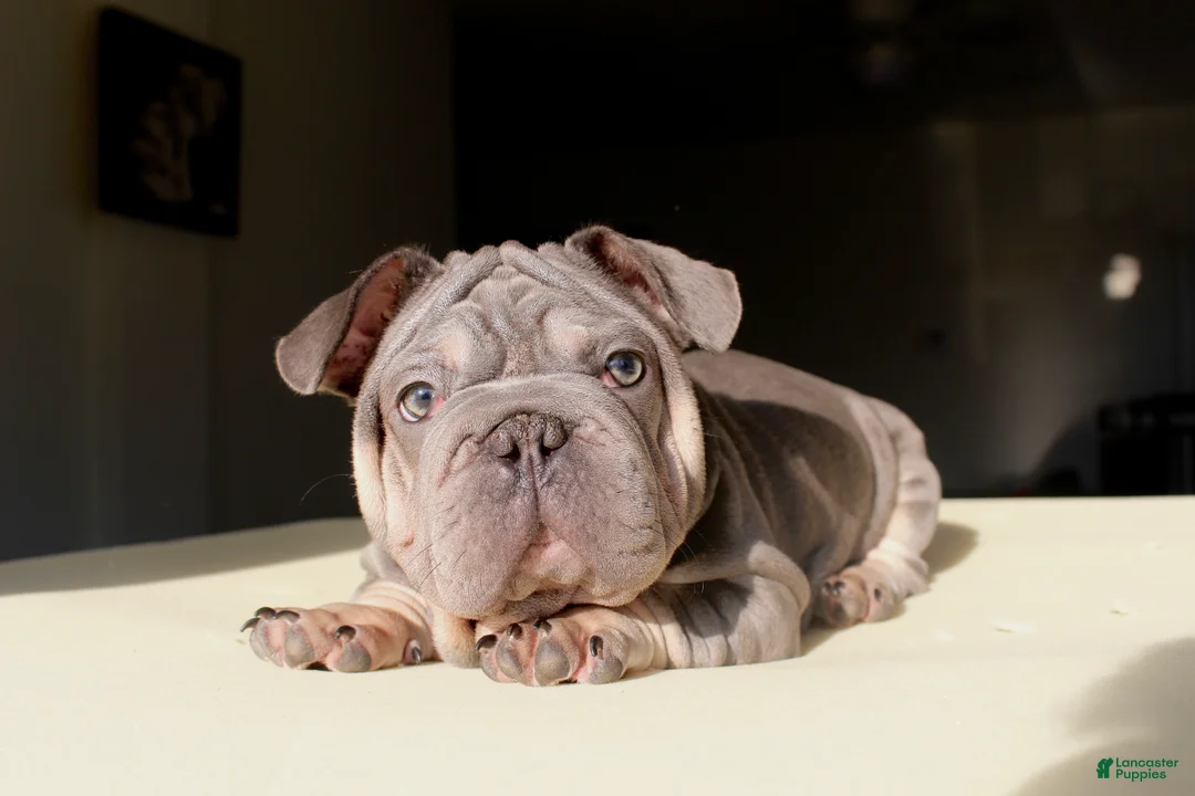 French Bulldog dogs for sale: Lazarus - Ad 1