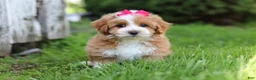 Maltipoo dogs for sale: Jewel - Ad 3