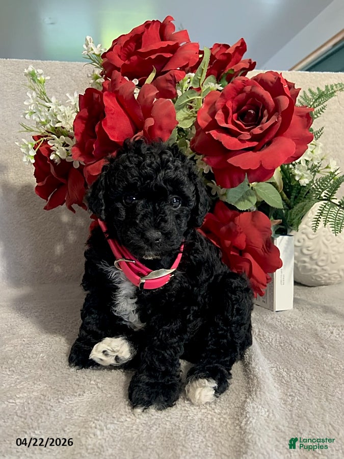 Toy Poodle dogs Amy - Ad 2