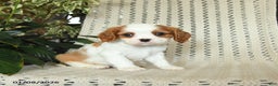 Cavalier King Charles Spaniel dogs for sale: Copper - Ad 2