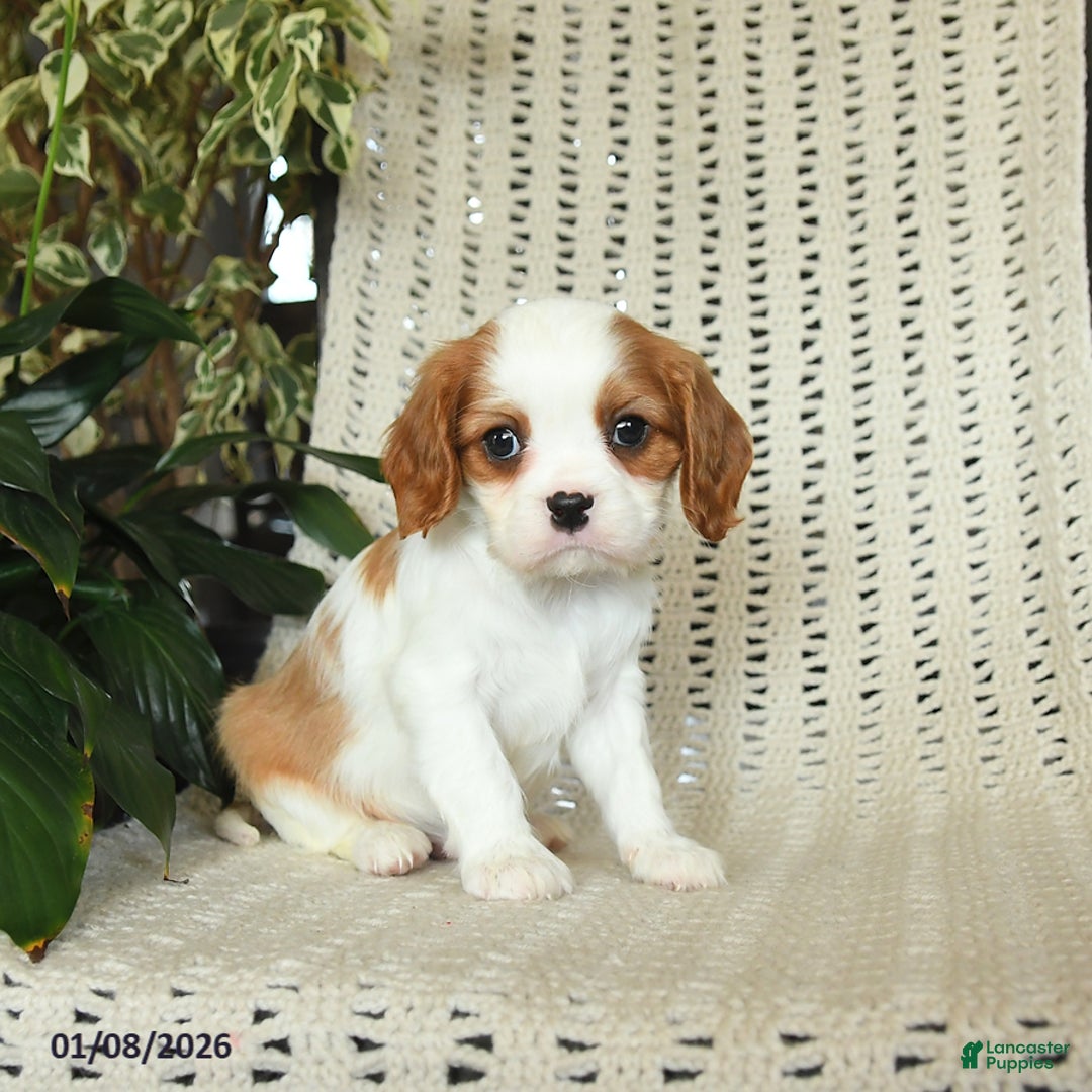 Cavalier King Charles Spaniel dogs for sale: Copper - Ad 2