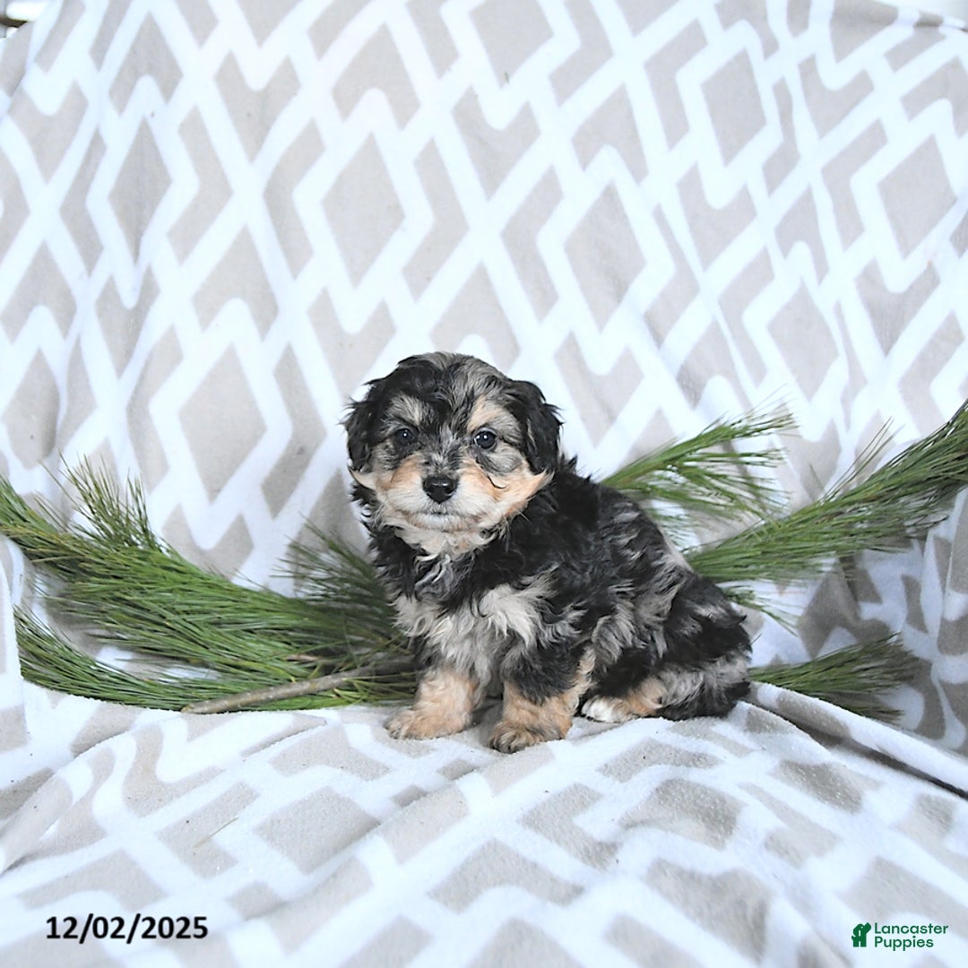 Maltipoo dogs for sale: Cupid - Ad 4