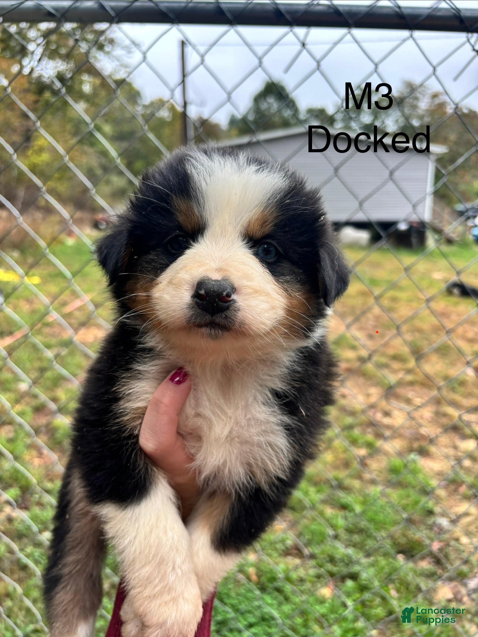 Mixed Breed dogs Mixed Breed 3 - Ad 1
