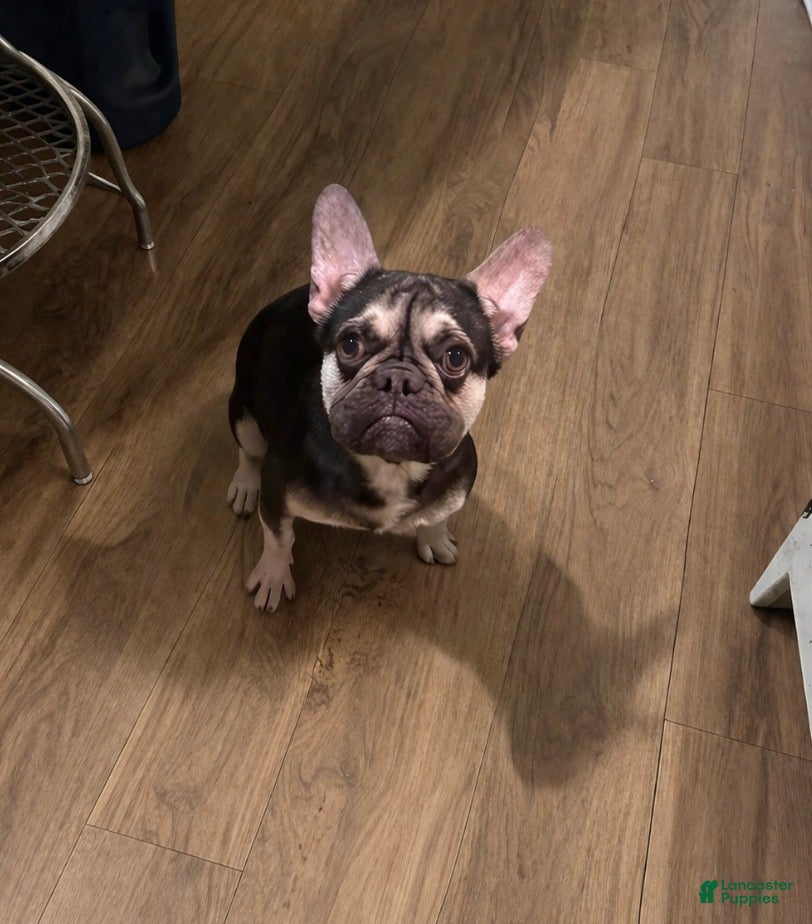 French Bulldog dogs French Bulldog - Kit Kat  - Ad 1