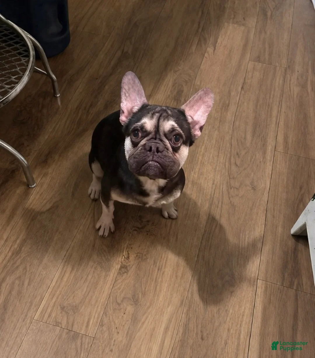 French Bulldog dogs for sale: French Bulldog - Kit Kat  - Ad 1