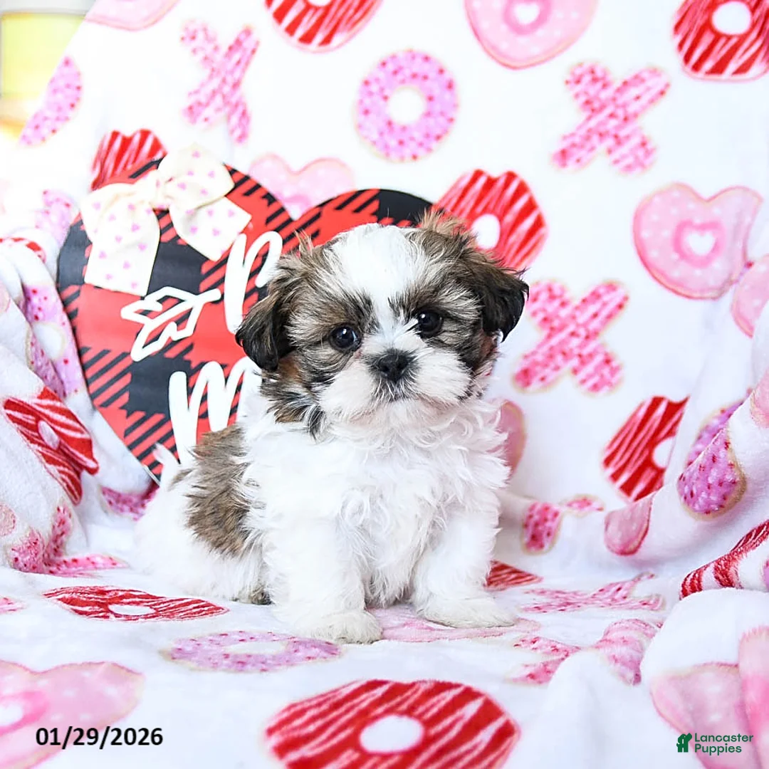 Shih Tzu dogs for sale: Granger - Ad 4