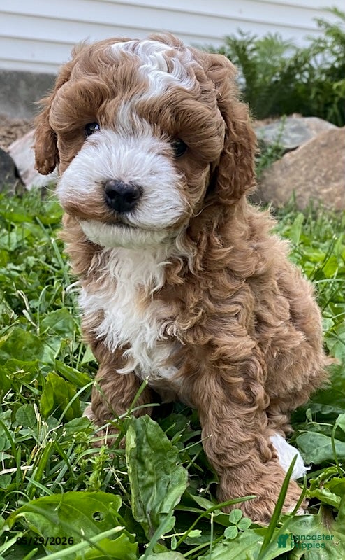 Cavapoo dogs Kaden - Ad 1