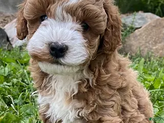 Cavapoo dogs for sale: Kaden - Ad 3