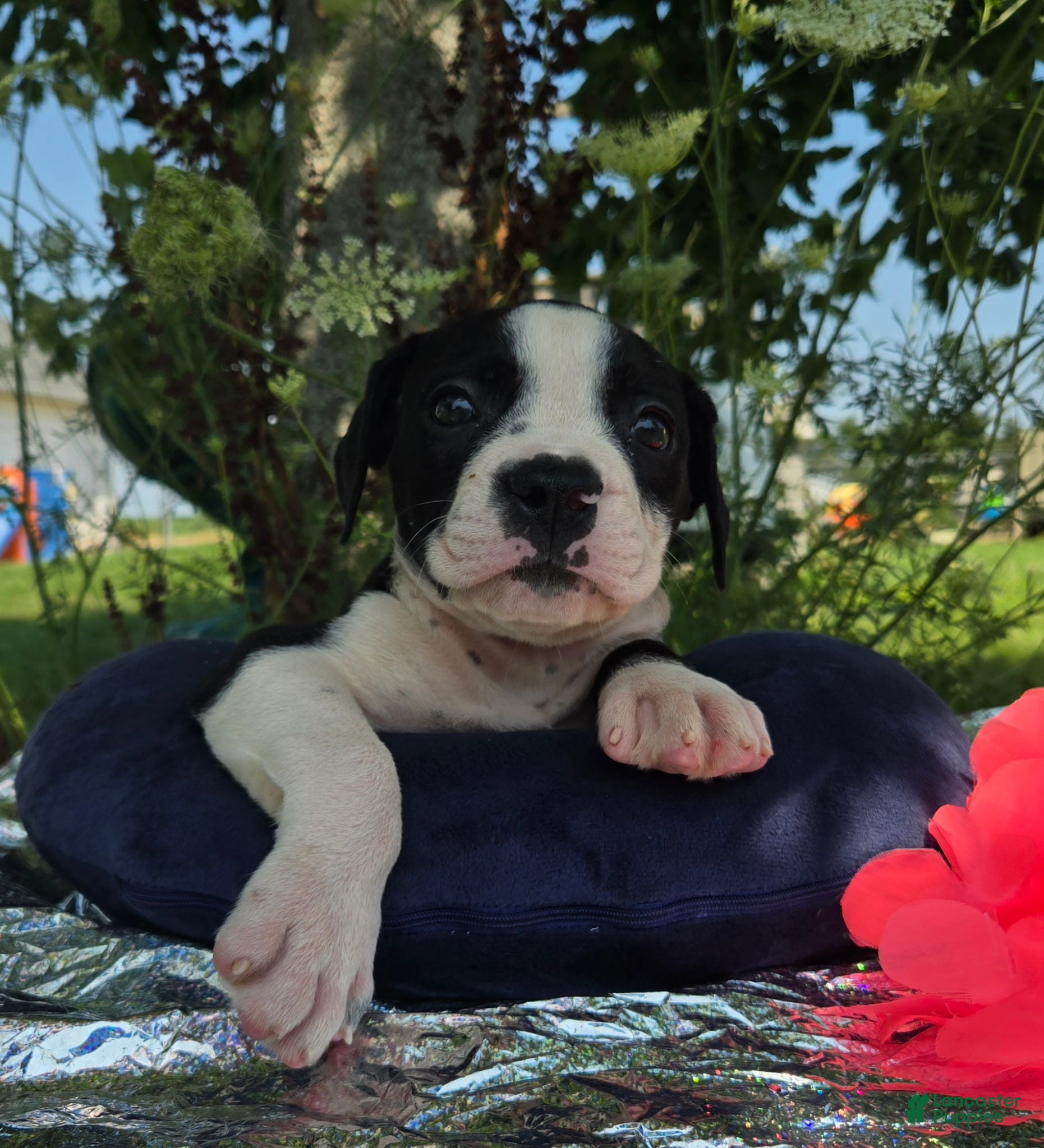 Olde English Bulldogge dogs Alice - Ad 1