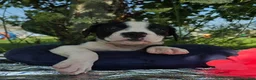 Olde English Bulldogge dogs for sale: Alice - Ad 1