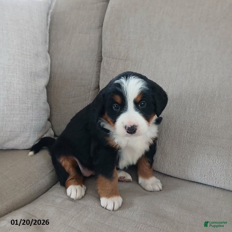Bernese Mountain Dog dogs Ivy - Ad 7