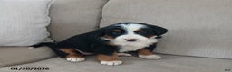 Bernese Mountain Dog dogs for sale: Ivy - Ad 2