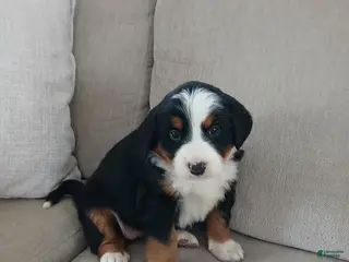 Bernese Mountain Dog dogs Ivy - Ad 7