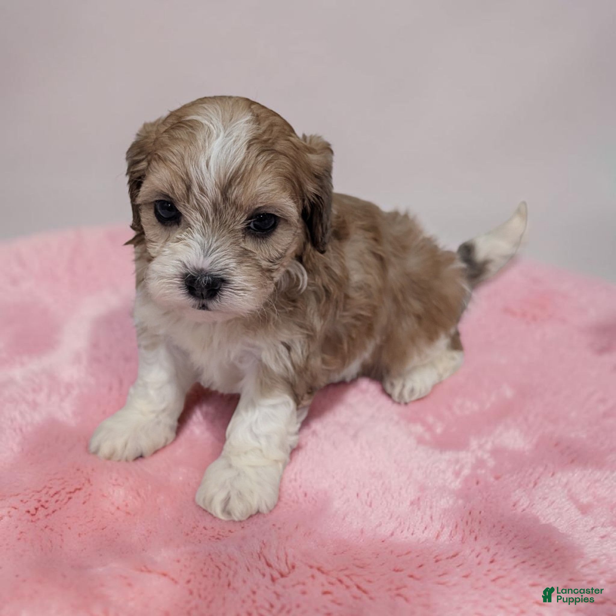 Shihpoo dogs Tessa - Ad 2