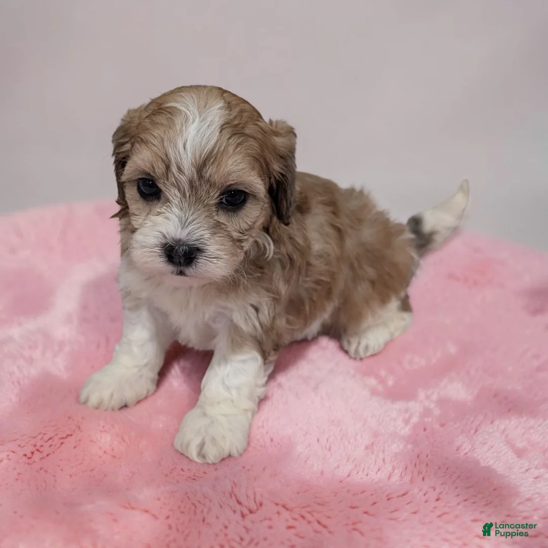 Shihpoo dogs for sale: Tessa - Ad 2